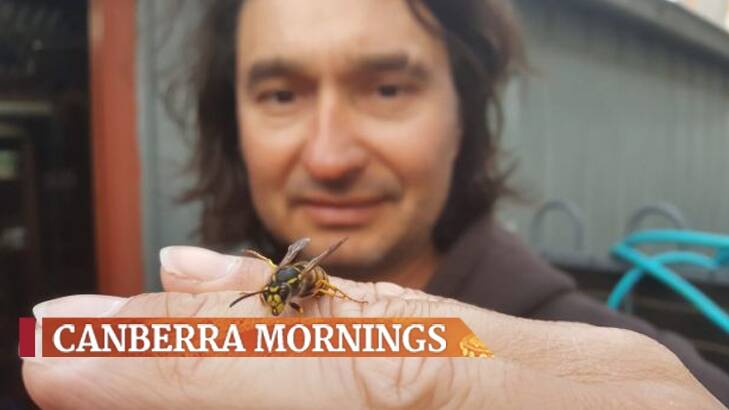 CoreEnviro Solutions Senior Pest and Weed Officer, Jim Bariesheff pictured with a queen wasp. Photo: Supplied
