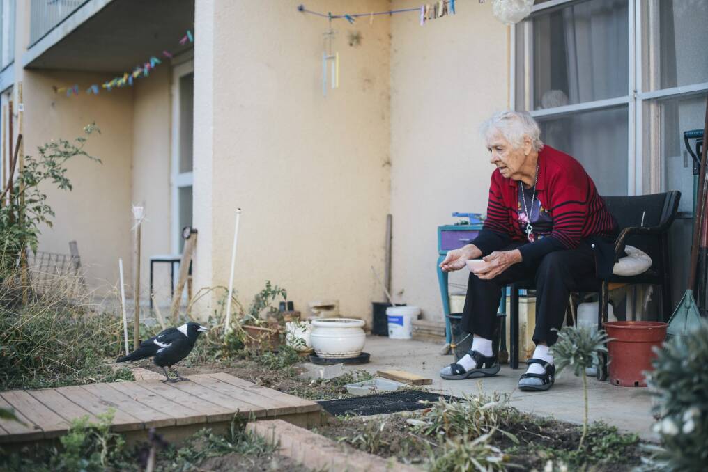 Owen Flats resident, Laurel Dakin, feeds the magpies outside her public housing flat  which is expected to be bulldozed as part of the Northbourne corridor plan.  Photo: Rohan Thomson