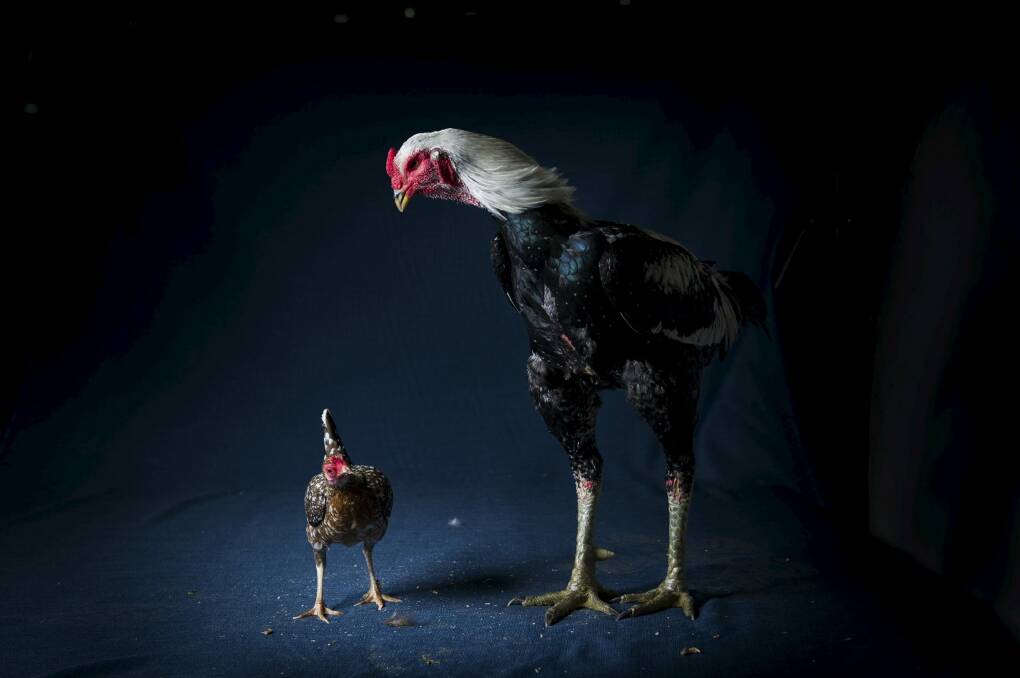 An Australian Game fowl looks down on a Modern Game bantam at the Royal Canberra National Poultry Show. 
The 2016 show will be held in Sydney. Photo: Rohan Thomson