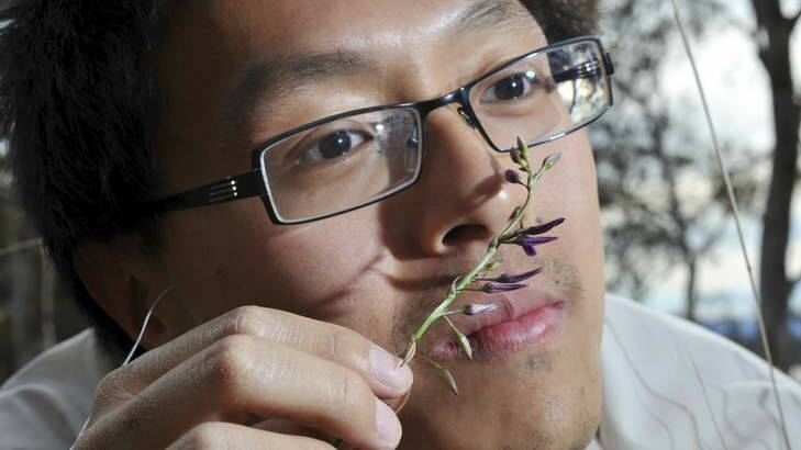 Tim Yiu, Biodiversity officer for ANUgreen, at the Old Canberra House Grassy Woodlands. Here he smells a Nodding Chocolate Lily, which emits a chocolate aroma. Photo: Graham Tidy