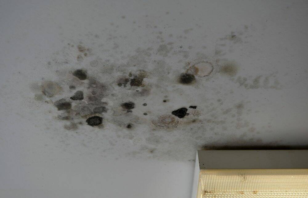 Water leaks have caused mould to grow on the ceiling of Grant Seears' apartment. Photo: Graham Tidy