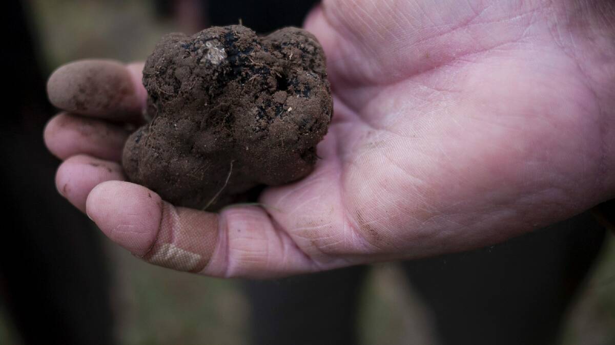 Find fresh truffles ready for harvest on a truffle hunt. Photo: Supplied