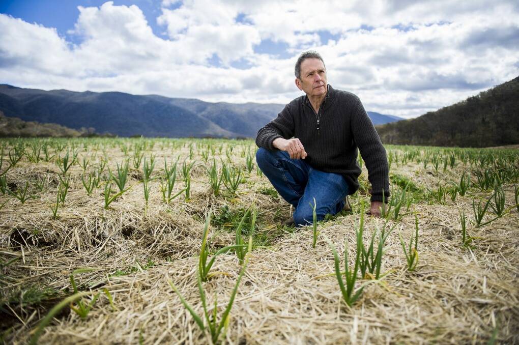 Mind the weeds: Garlic grower John Pye with his crop near Michelago which he expects to harvest in November. Photo: Rohan Thomson