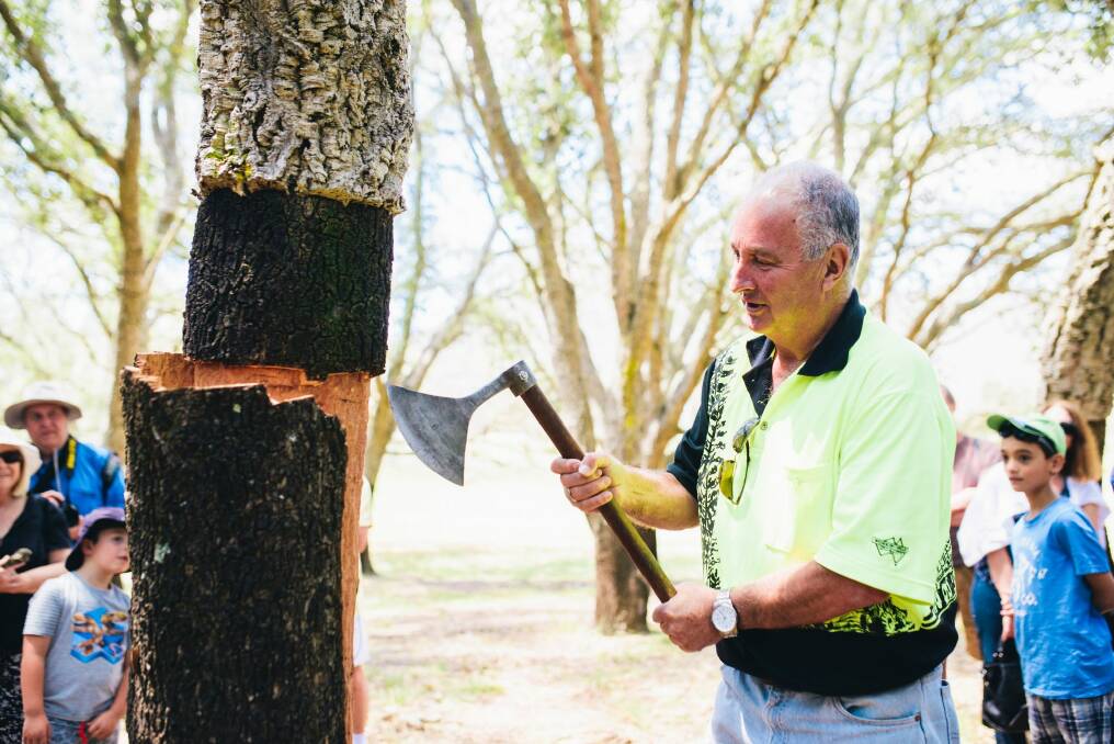 Forester Wayne Lemke strips a tree in the cork forest as part of centenary celebrations at the National Arboretum. Photo: Rohan Thomson