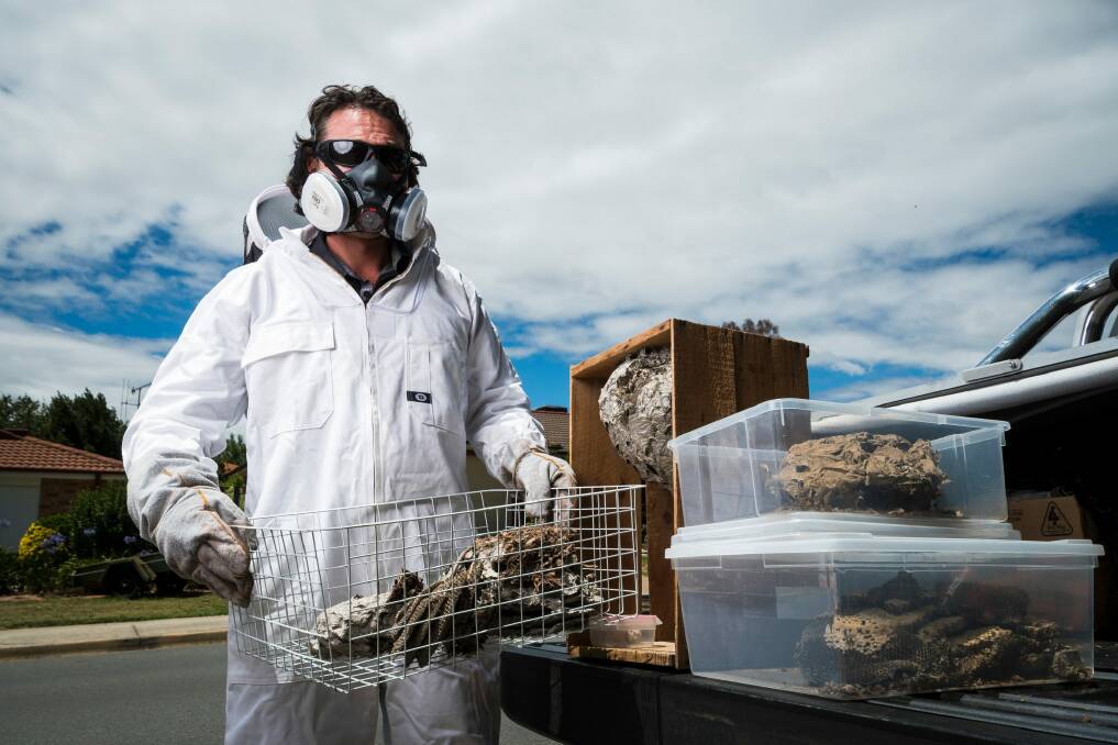 ACT pest control specialist Jim Beriesheff with wasp nests he has removed. Photo: Dion Georgopoulos