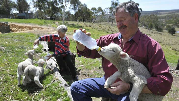 Braidwood farmers Marilyn and Brian Carle on their 86-hectate property, hand-feeding some orphaned lambs. Photo: Graham Tidy