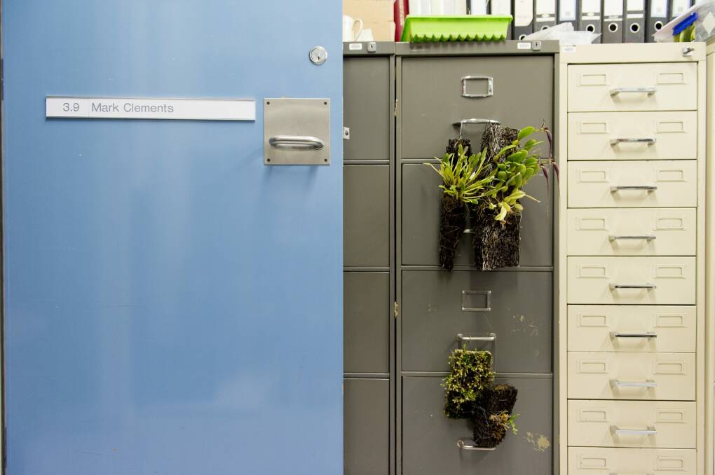 One of the most primative Australian orchids hangs from a filing cabinet in Dr Clements office. Photo: Jay Cronan