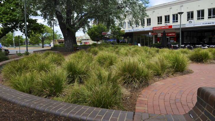 Kingston Traders and TAMS are battling over grass in Green Square at the Kingston Shops. Photo: Graham Tidy