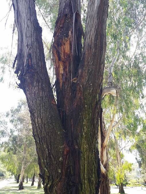 One of the eucalyptus trees in the Northbourne Avenue median strip. Photo: Tom Mcllroy
