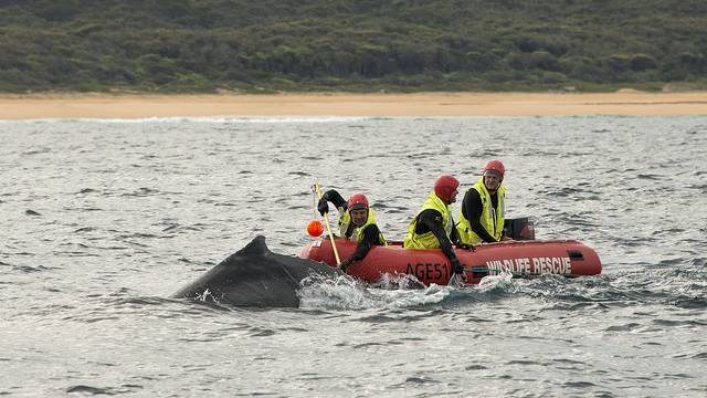 National Parks crews mount the rescue operation tracking the whale from Narooma down to Bermagui where it was cut free. Photo: National Parks / Narooma News