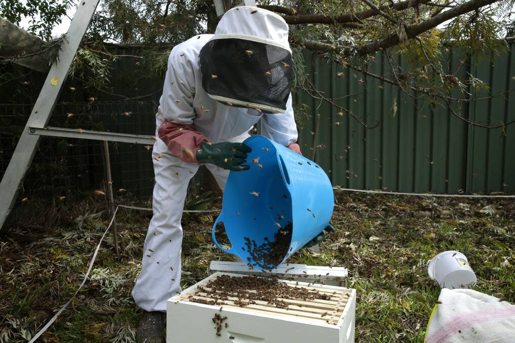   John Johnston from the Beekeepers Association of the ACT places  a swarm of over 60,000 bees into a new hive.  Photo: Jeffrey Chan