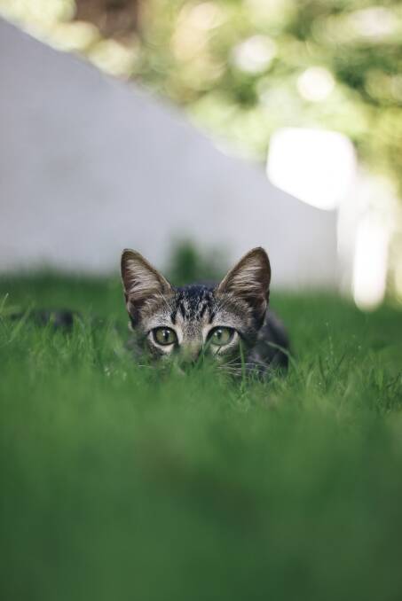 Make a garden your cat will enjoy. Photo: iStock