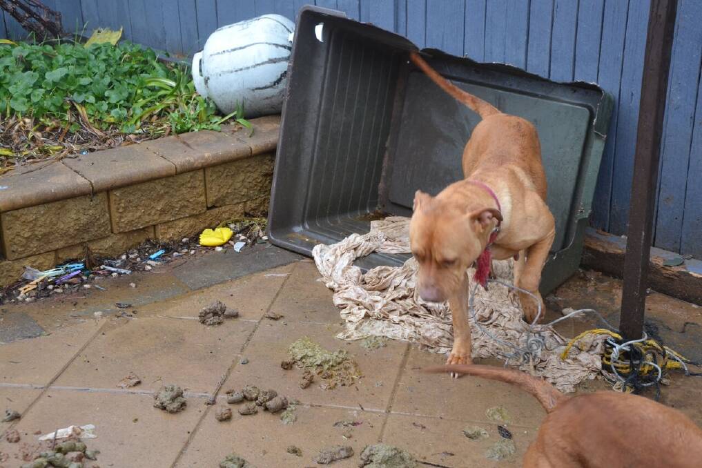 The two pitbulls had no shelter from the rain.  Photo: RSPCA ACT