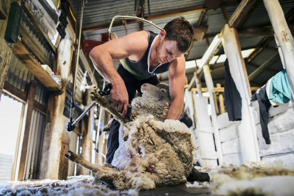 Family ties: Joe Picker shears one of hundreds of sheep on the family farm. Photo: Rohan Thomson
