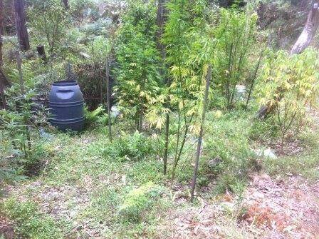 A Tuggeranong man will face court and another may face charges after police discovered a cannabis crop in Uriarra Forest. Photo: ACT Policing