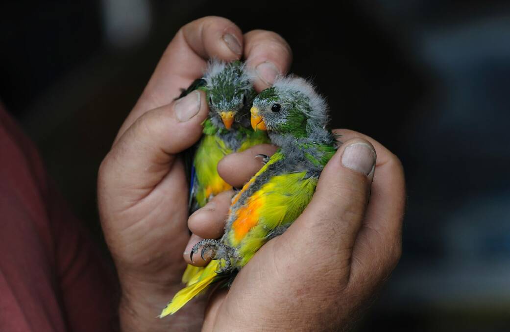 Researchers at the ANU raised $70,000 from the public to help save the wild population of the orange bellied parrot before they go extinct. Photo: Supplied