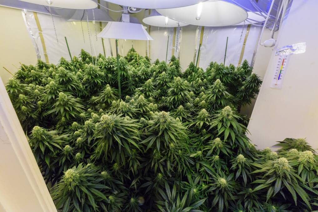 A room inside a grow house police uncovered in Harrison.  Photo: ACT Policing