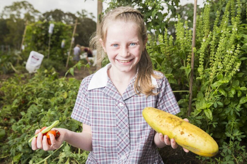 Year 4 student Zelia Kleidon, 8, with vegetables from the school garden as part of the new food and drink policy for ACT public schools.

Canberra Times photo by Matt Bedford. Photo: Matt Bedford