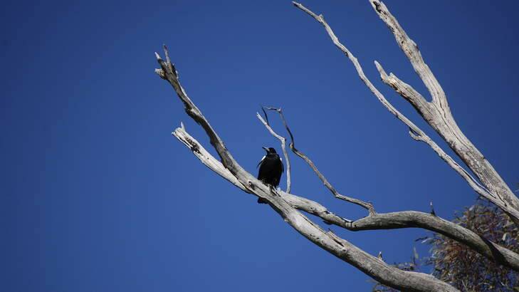 A magpie sits in a tree: spring means swooping season in many parts of Canberra. Photo: David Pope