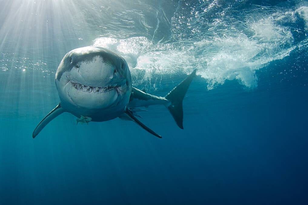 There was a shark sighted at Floreat just after 12pm.
 Photo: iStock