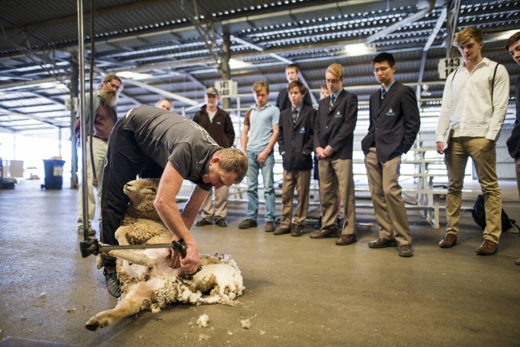 Agricultural Education Day at Exhibition Park in Canberra.
Shearer Ian Elkins gives a shearing demonstration to students from Karabar High School, Canberra Grammar, St Francis Xavier, and Kaleen High School.  Photo: Rohan Thomson