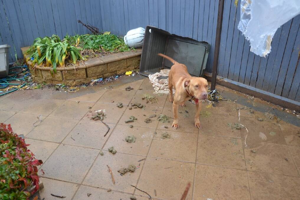 The dogs were found surrounded by faeces.  Photo: RSPCA ACT