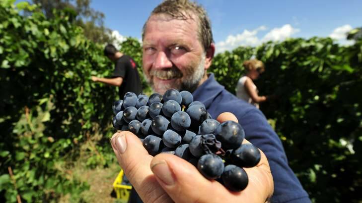 Allan Pankhurst, of Pankhurst Wines, says there's been just the right amount of sun and rain to make this year's crop a rival to the 2008 crop. Photo: Jay Cronan