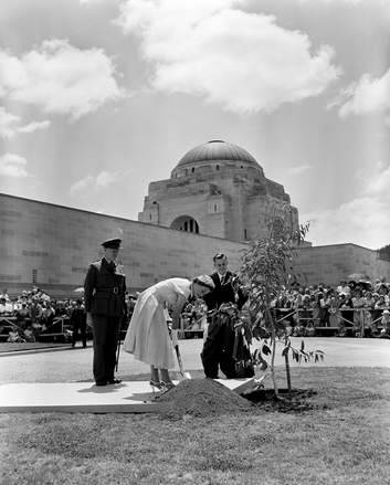 Queen Elizabeth II plants a tree at the Australian War Memorial on 16 February 1954. Photo: From the collection of the Natio