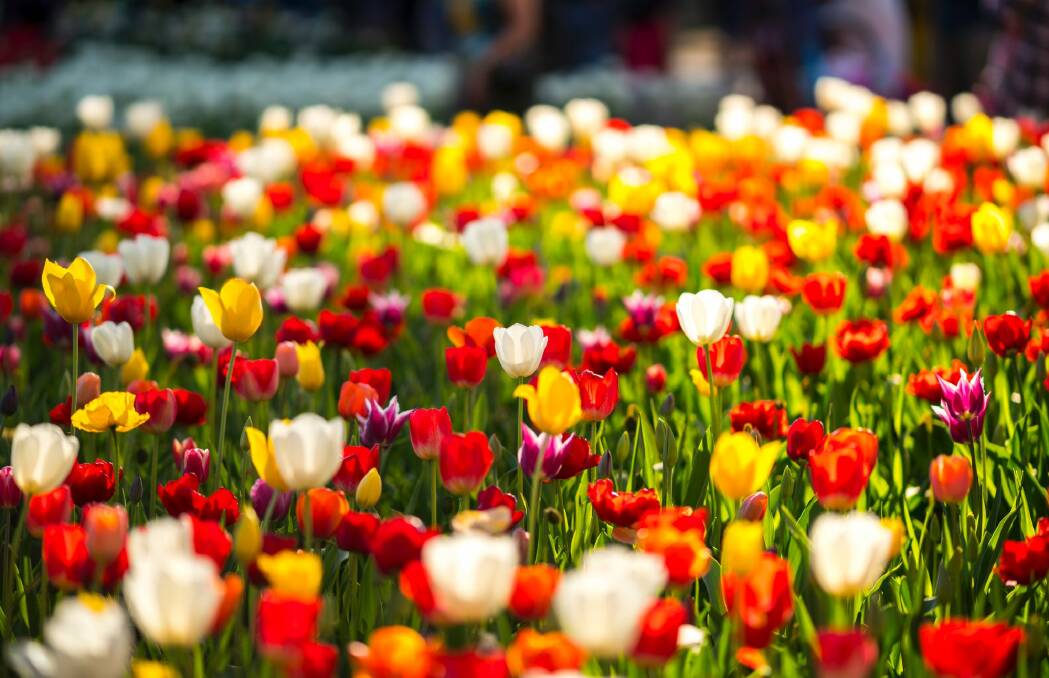 Floriade kicks off in Commonwealth Park on Saturday. Photo: Supplied