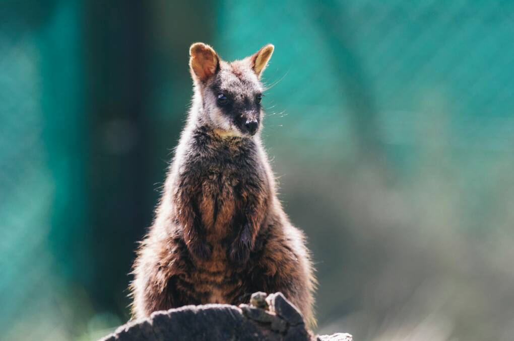 A 10-month-old southern brush-tailed rock wallaby at Tidbinbilla Nature Reserve. Photo: Rohan Thomson
