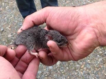 The critically endangered smoky mouse has been found at a former construction site in the Kosciuszko National Park. Photo: Supplied