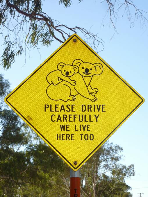 Narrandera supposedly has a significant population of koalas. Photo: Supplied