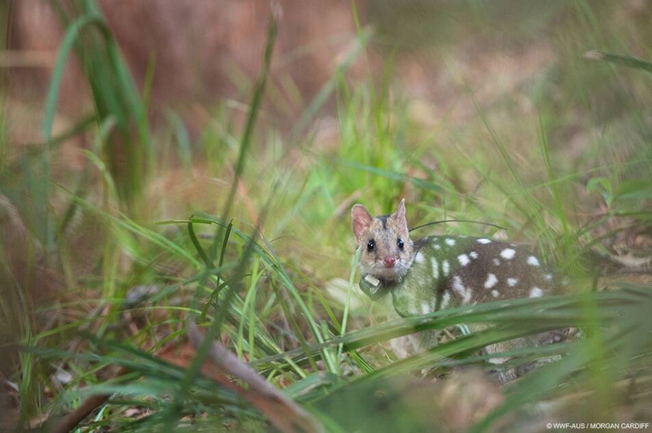 The quolls have been fitted with GPS collars. Photo: supplied