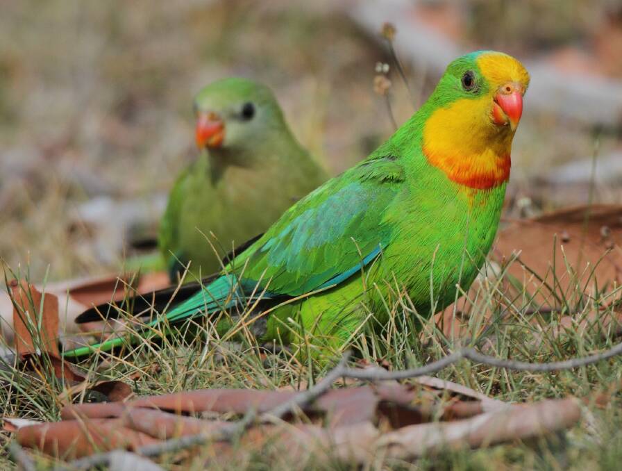 Delivery drones could have a "significant impact" on local wildlife, such as the superb parrot, the government says. Photo: Geoffrey Dabb