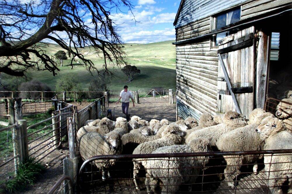 Sheep farmer Charlie Prell yards some of his stud Corridale sheep for shearing on  Gundowringa  near Crookwell. The Prell family want to install wind turbines on their property. Photo: Daniel Lewis