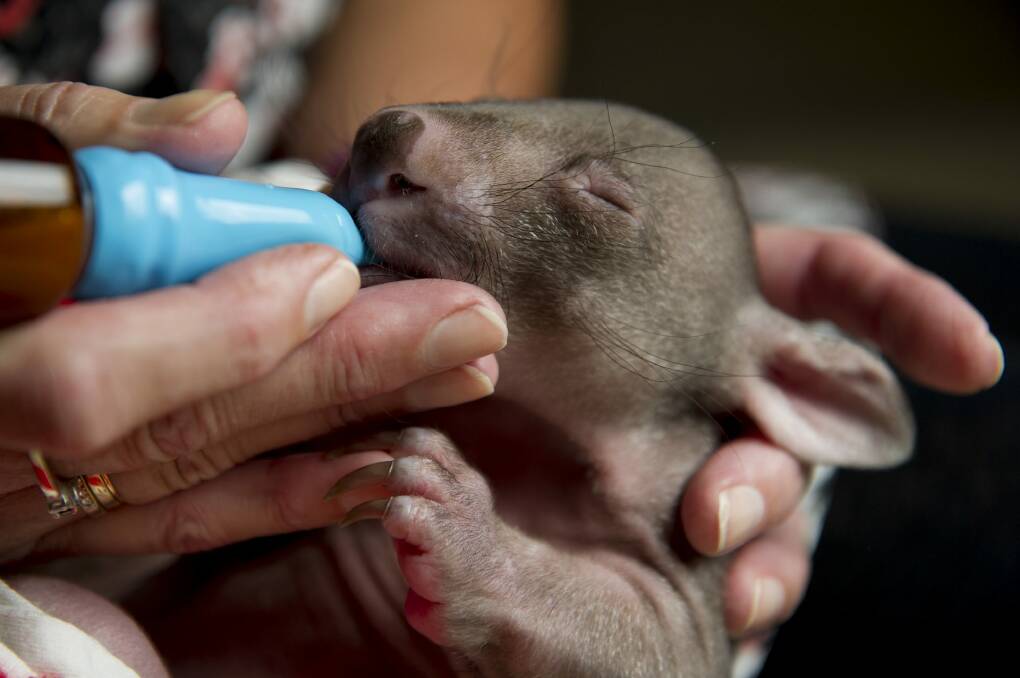 Volunteer wildlife carer Lindy Butcher cares for a baby wombat, Jack Photo: Jay Cronan