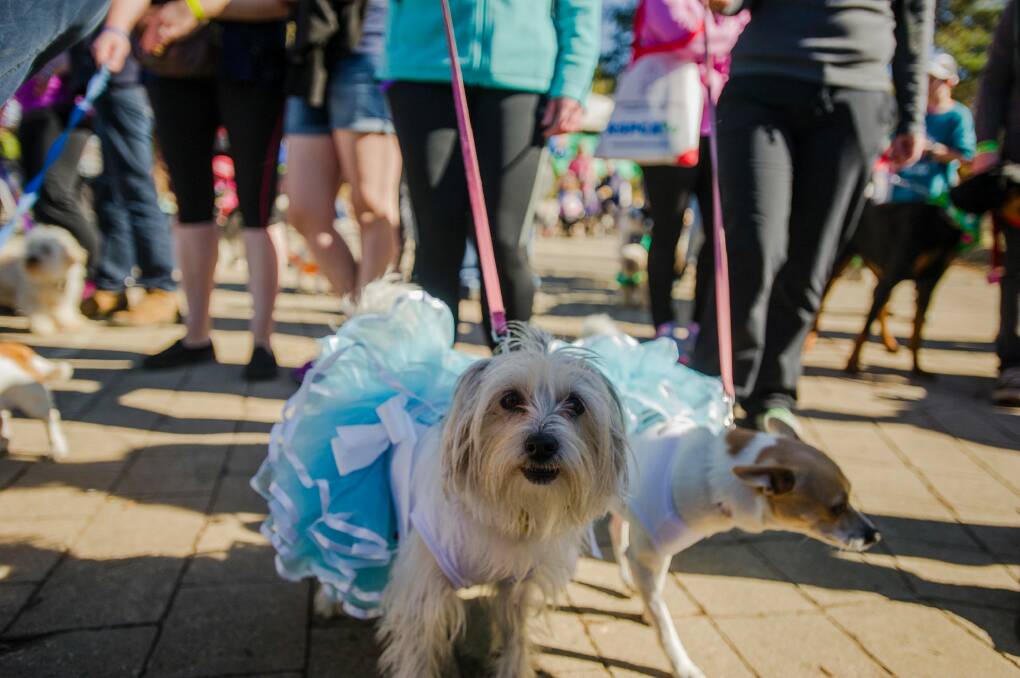 The Million Paws Walk is on Sunday morning at Commonwealth Park. Photo: Jamila Toderas