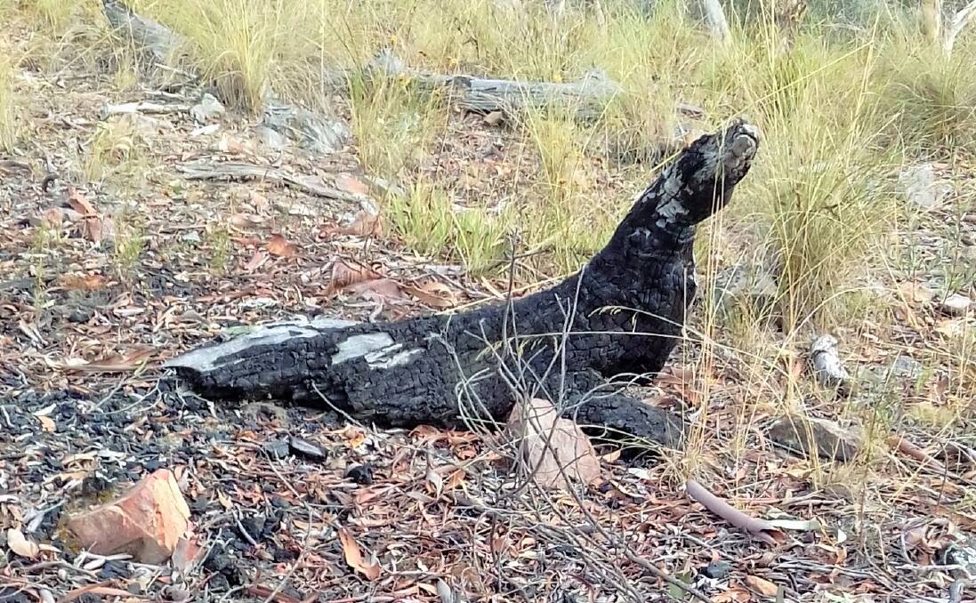 A lizard, or is it an out of place seal, complete with flipper on Black Mountain?  Photo: Monica Hart