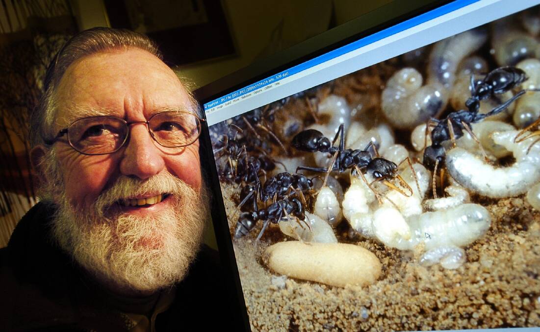  Dr. Bob Taylor, of Hawker, with his jack -umper ants.