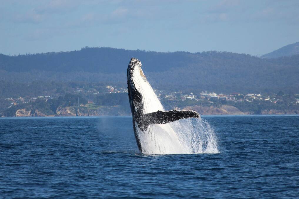 More than 70 whales were spotted off the coast of Eden in one day. Photo: Rosalind Butt