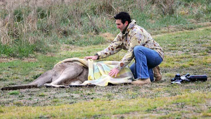 Marcus Fillinger readies a 90 kilogram male kangaroo for transport after sedation. Photo: Supplied