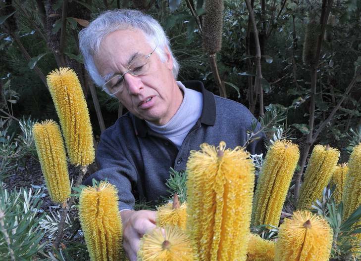 Retiring after 40 years with the Australian National Botanic Gardens is Murray Fagg, author of many books on Australian native plants. Pictured here among Banksia Spinulosa Var. neoanglica. Photo: Graham Tidy