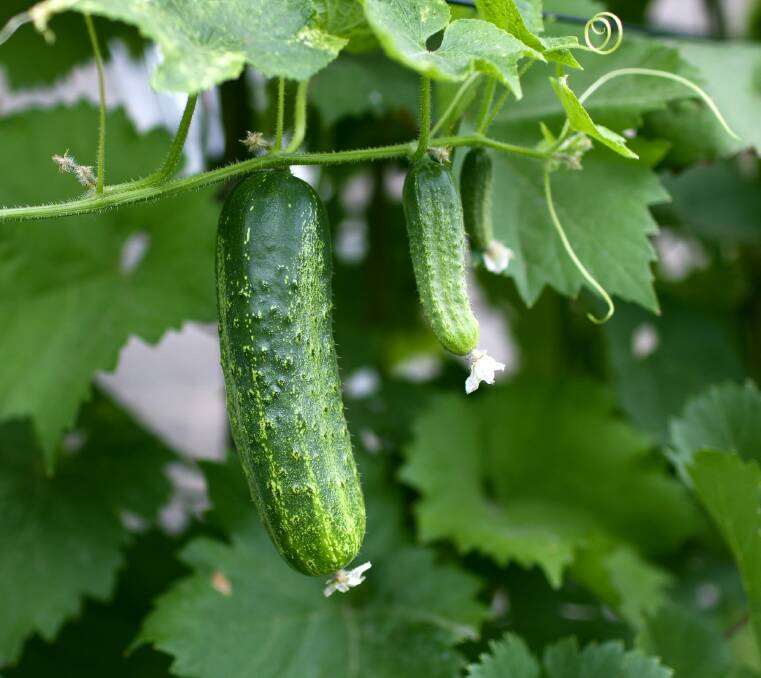 And there they are, still one every two or three days, a small miracle of cucumbers. Photo: Supplied