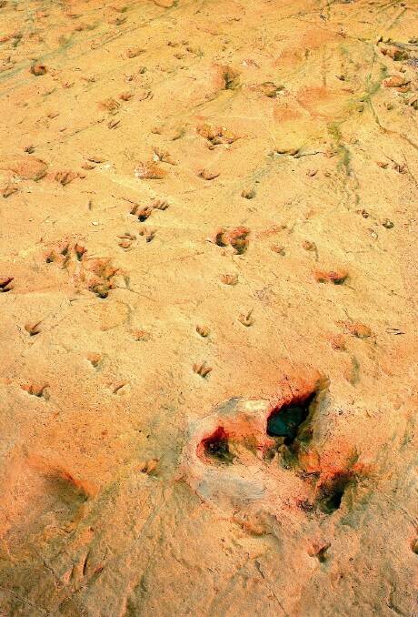 Part of the dinosaur stampede tracks that inspired a scene in <i>Jurassic Park<i/>. Photo: Supplied