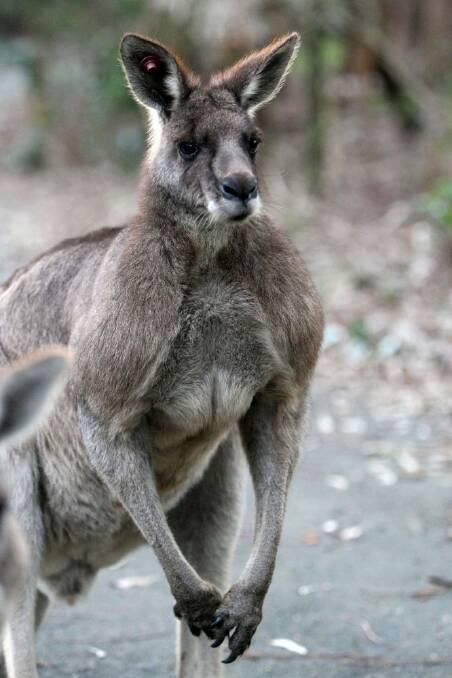 More than half the 2017 ACT Kangaroo cull quota will target animals on the Googong Foreshores. 