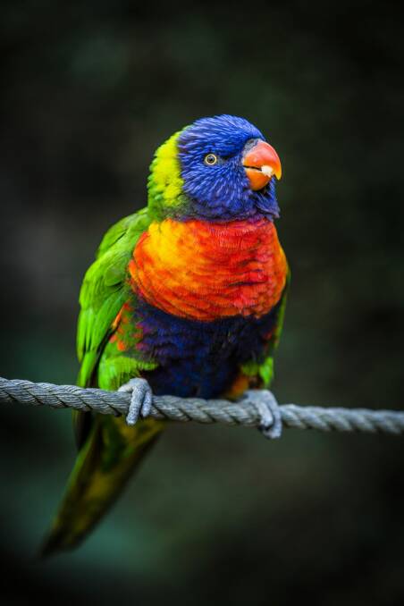 A fearless rainbow lorikeet at the Canberra Walk-in aviary. Photo: Jamila Toderas