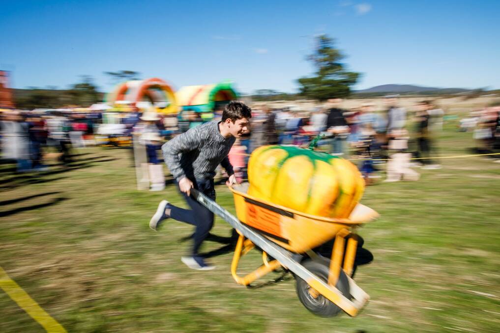 Jeremy Kay clocks one of the fastest times in the pumpkin wheelbarrow race, with 13.22 seconds. Photo: Sitthixay Ditthavong