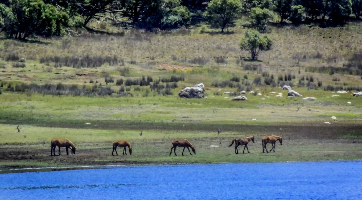 Wild brumbies in the Tantangara Lake area in January 2016. Icon Water had a contract with Snowy Hydro that allowed the ACT to access this water as a last resort.  Photo: Karleen Minney