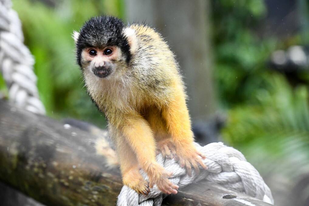 Squirrel monkeys on their newly opened jungle walk at Taronga Zoo on Thursday. Photo: Peter Rae