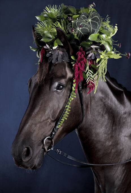 Sutton gelding Oscar is the first star of the 'Blooming' series. Photo: Grace Costa